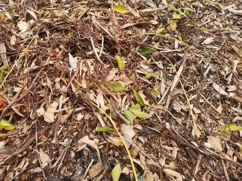 Covering with Mulch