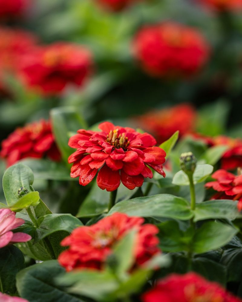 Zinnia (Red Varieties)