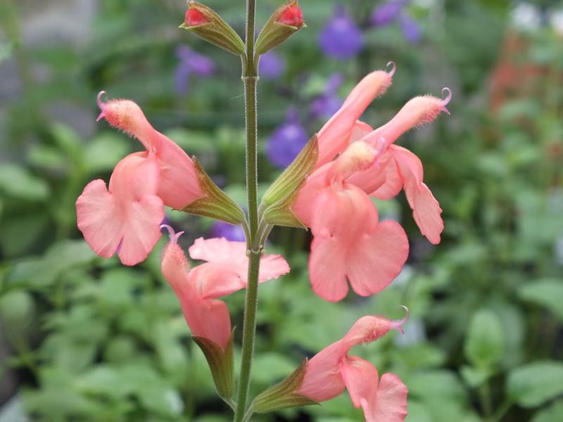 Salvia
