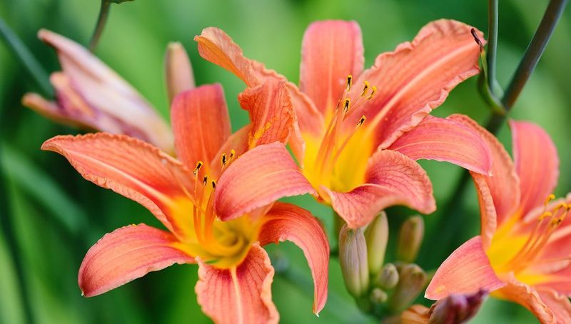 Daylilies