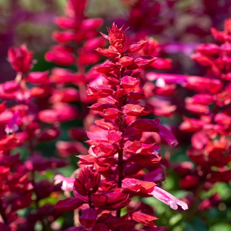 Salvia