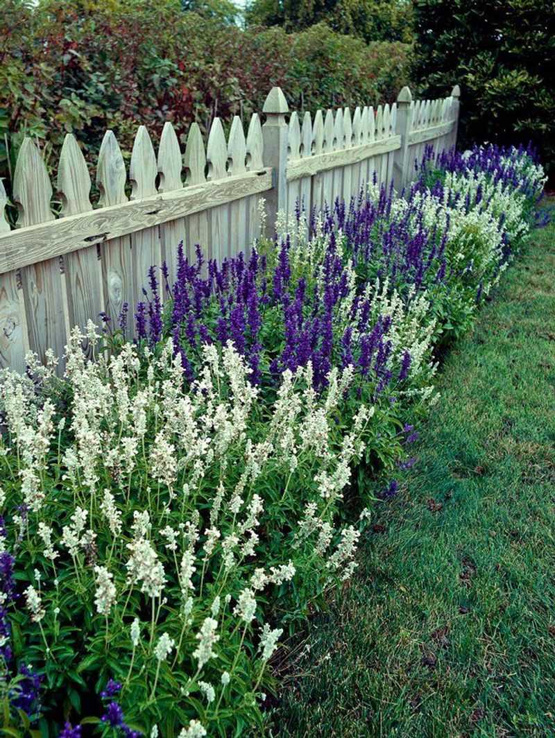 Salvia