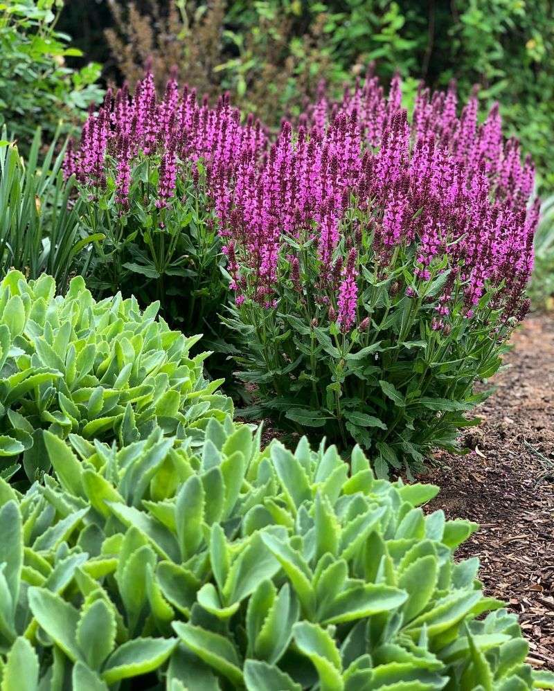 Salvia