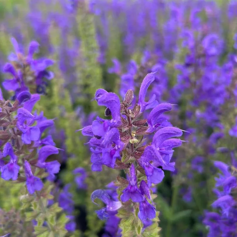 Salvia