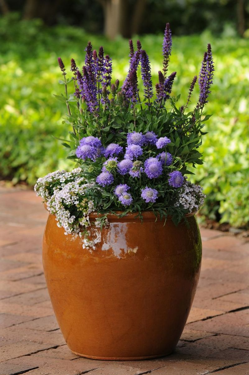 Salvia