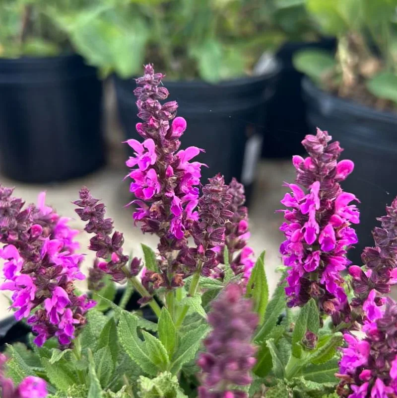 Salvia