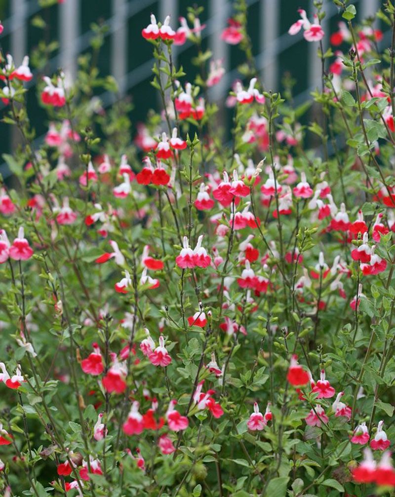 Salvia