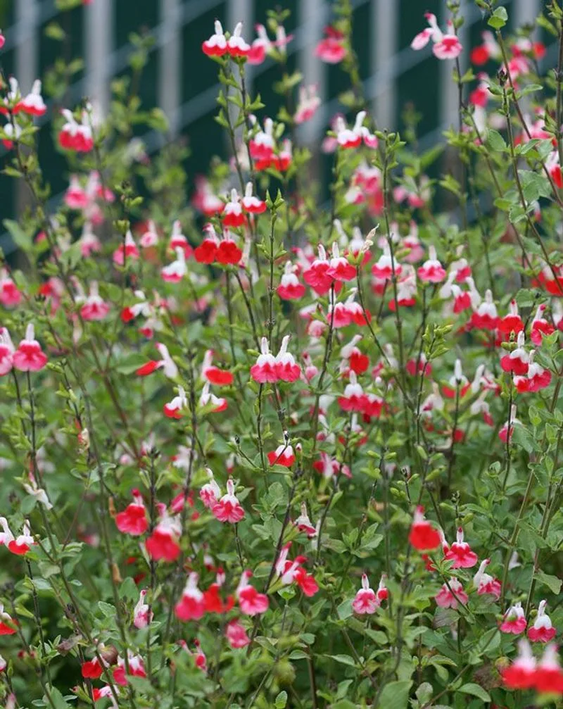 Salvia