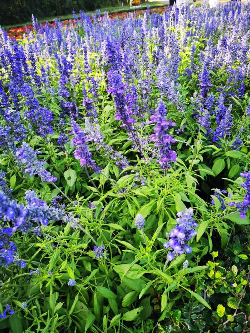 Salvia