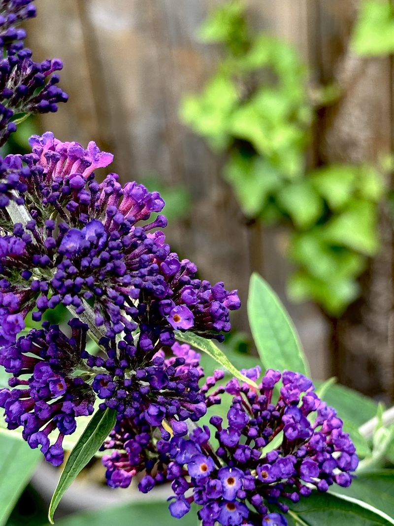 Butterfly Bush (Buddleia)