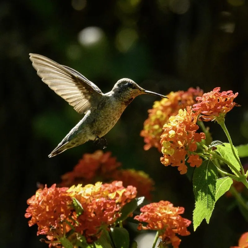 Lantana