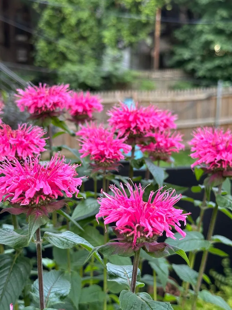 Bee Balm (Monarda)