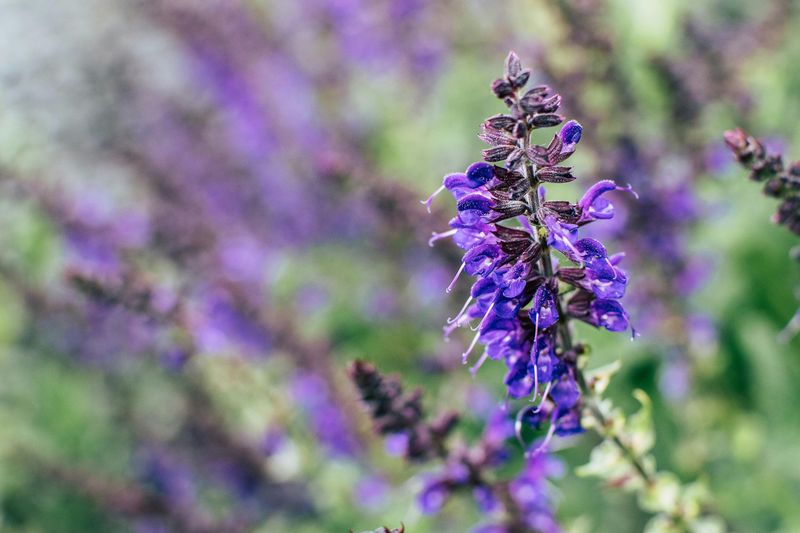 Salvia