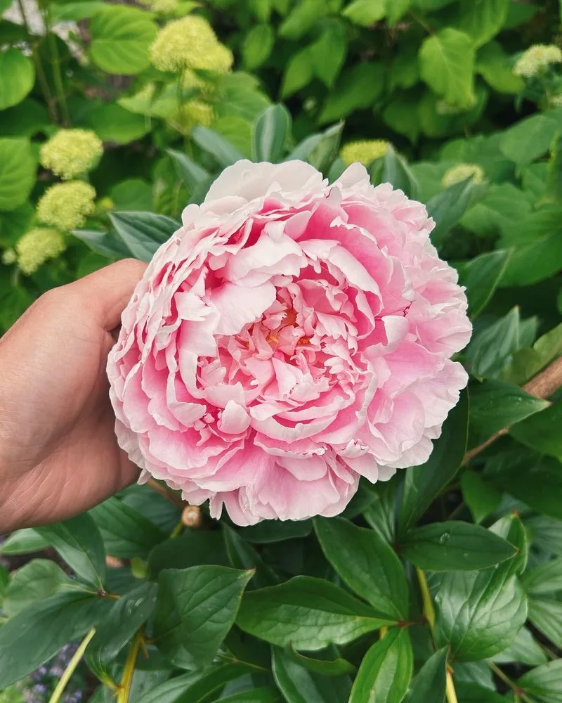 Sarah Bernhardt Peony