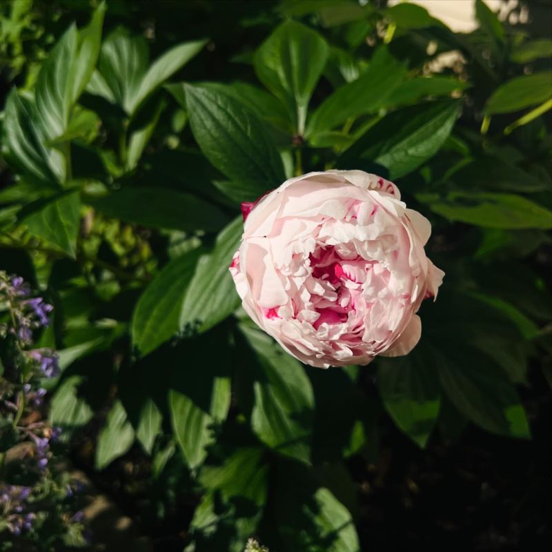 Sarah Bernhardt