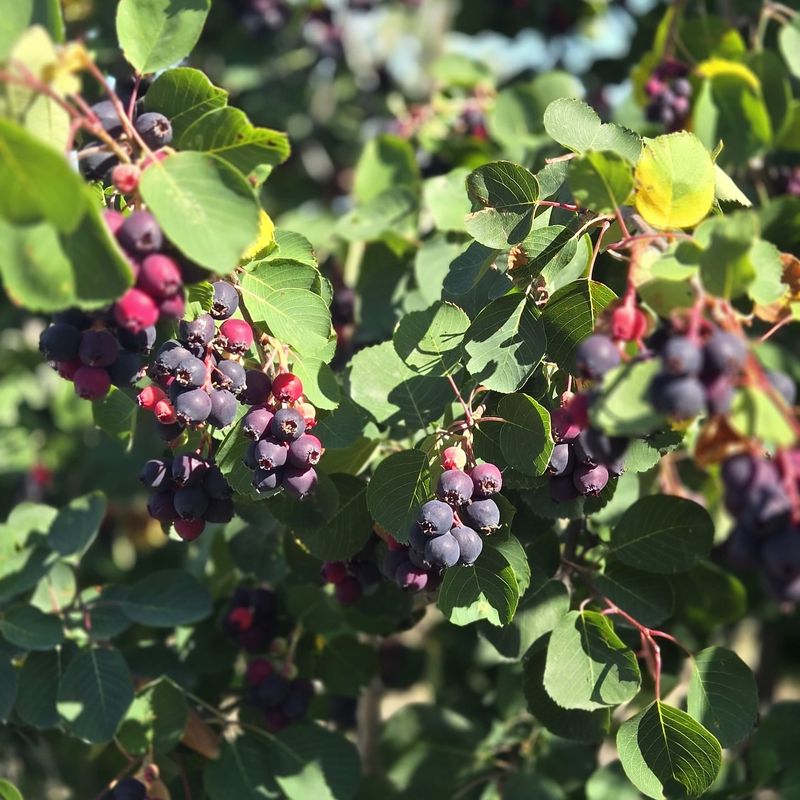 Saskatoon Berries