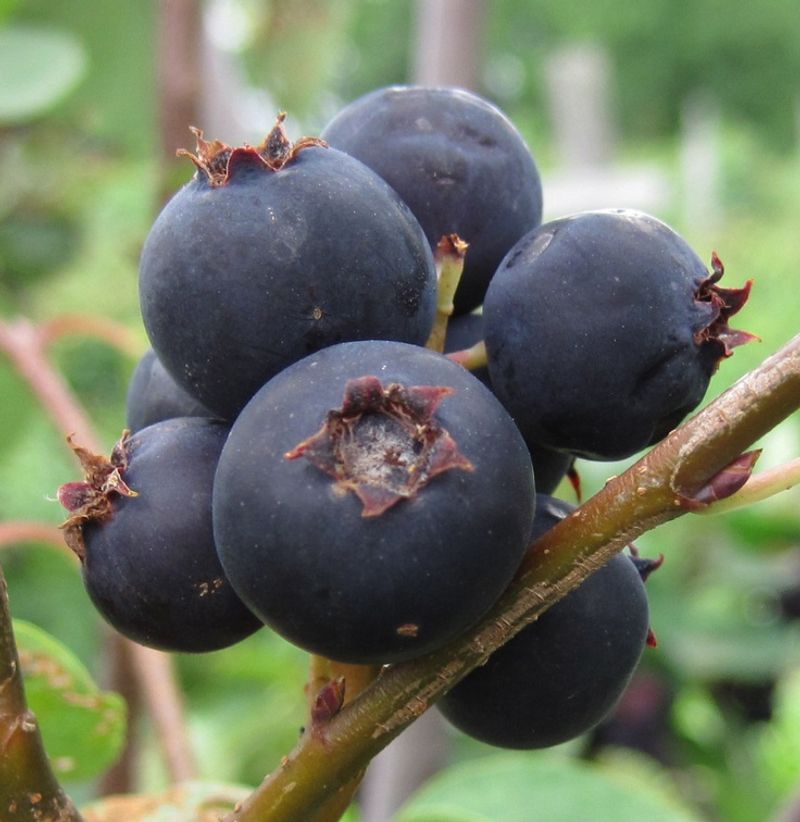 Saskatoon Berry