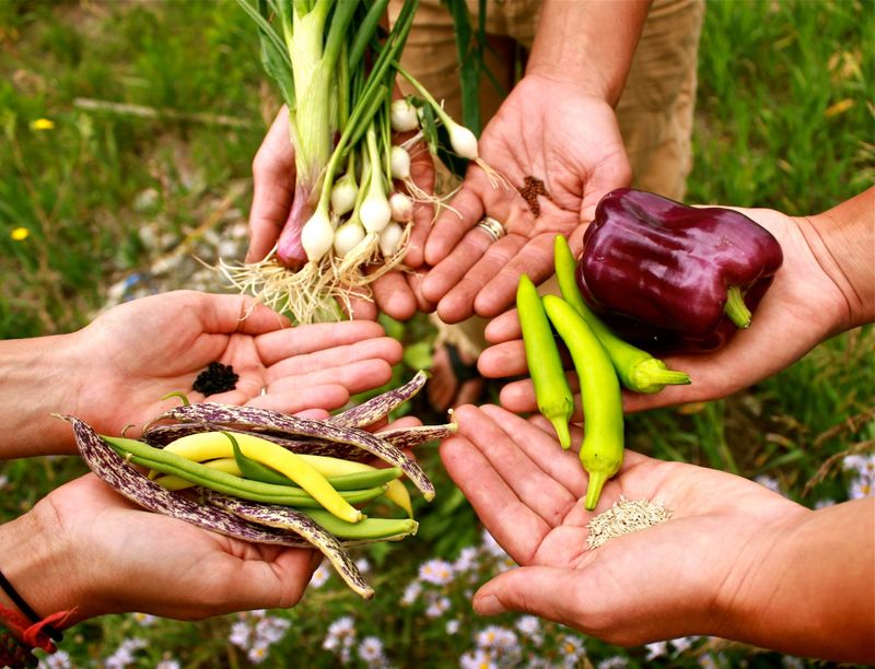 Saving Seeds from Vegetables