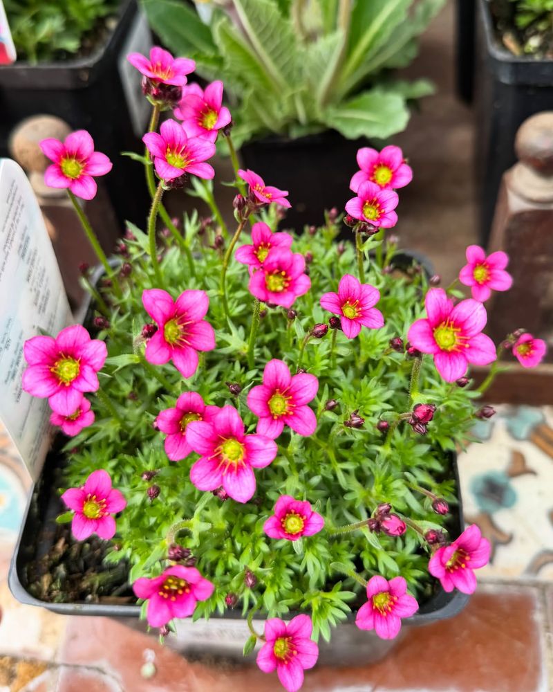 Saxifraga