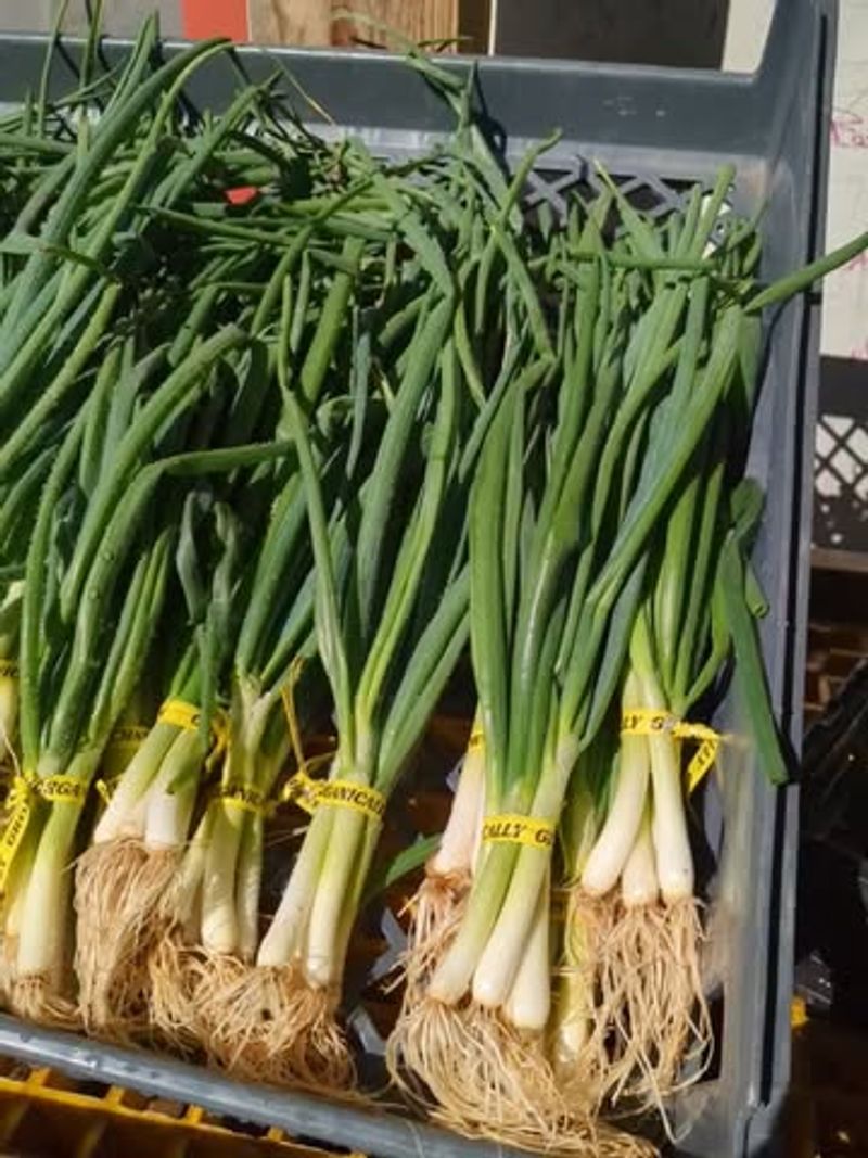 Scallions