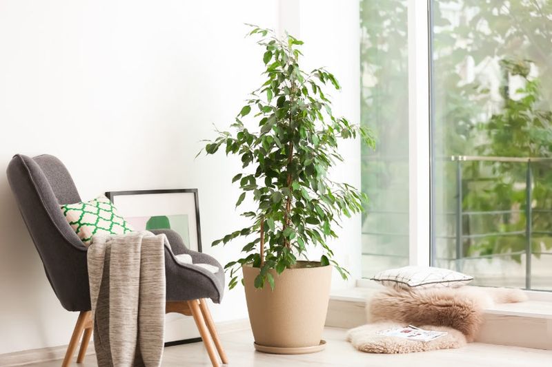 Scandinavian Simplicity