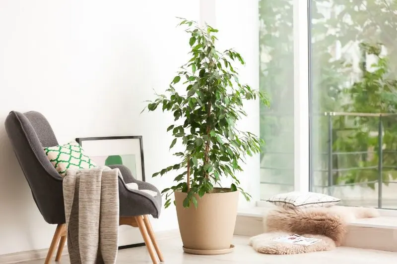 Scandinavian Simplicity