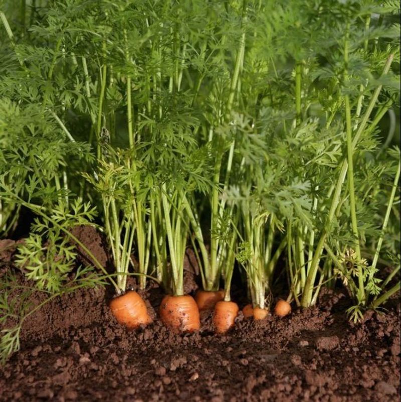 Scarlet Nantes Carrot