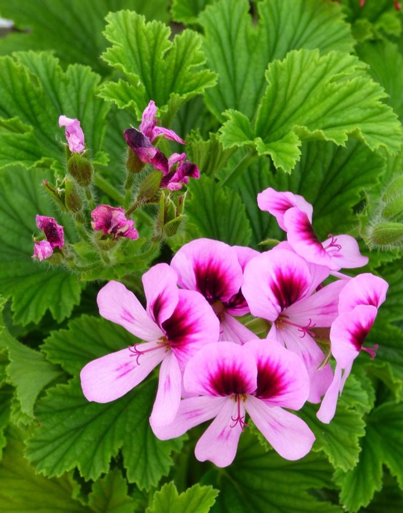 Scented Geranium