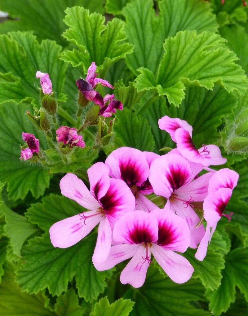 Scented Geranium