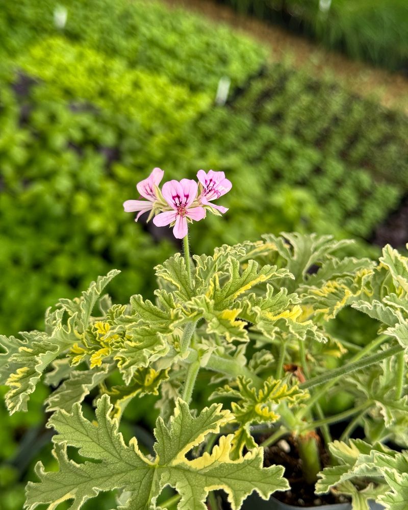 Scented Geraniums