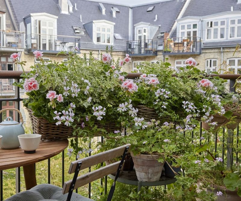 Scented Geraniums