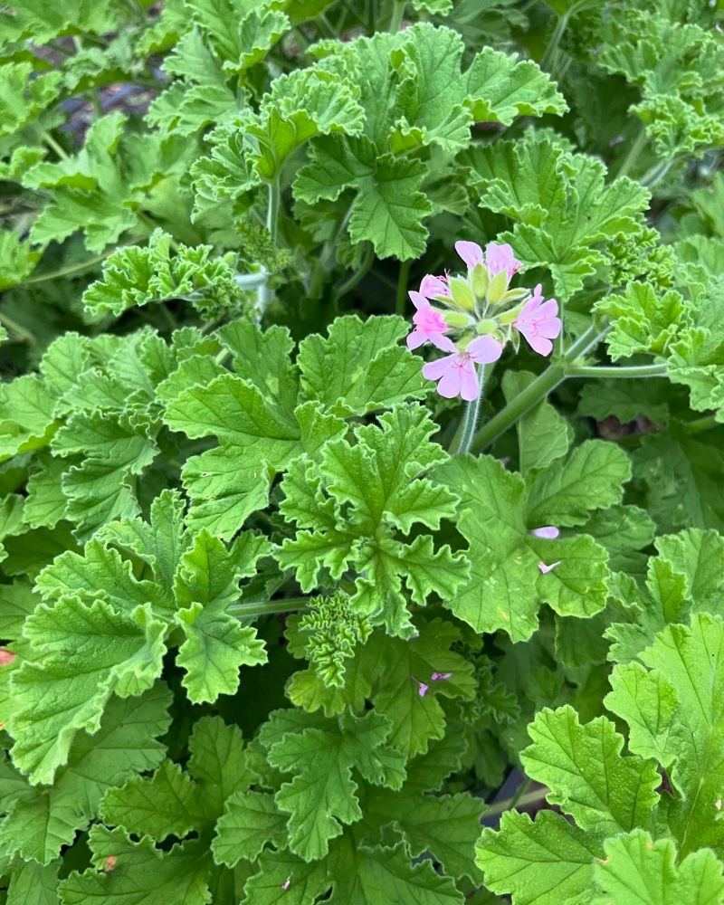 Scented Geraniums