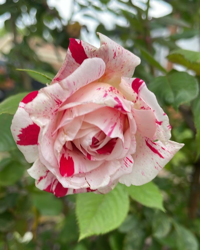Scentimental Rose