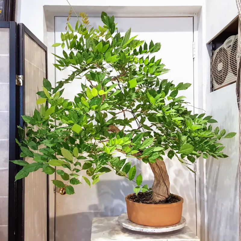 Schefflera