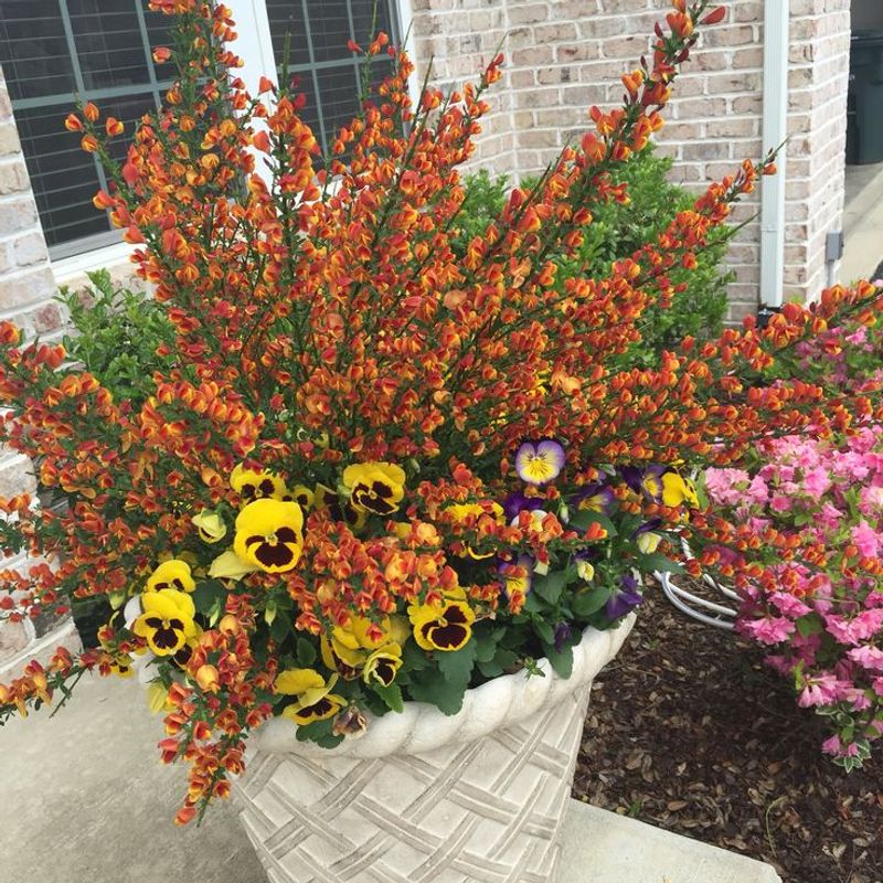 Scotch Broom