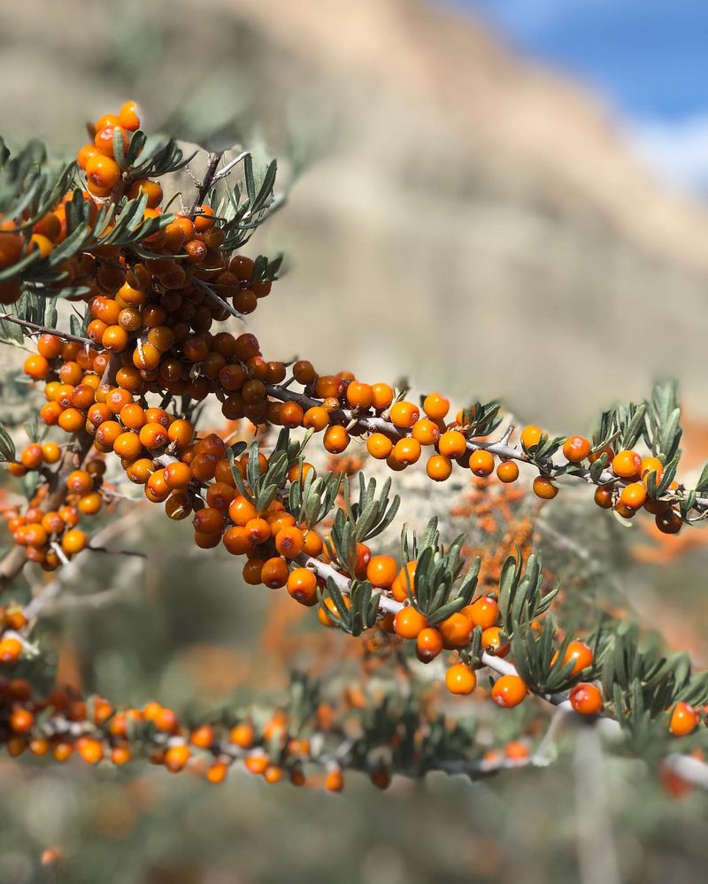 Sea Buckthorn