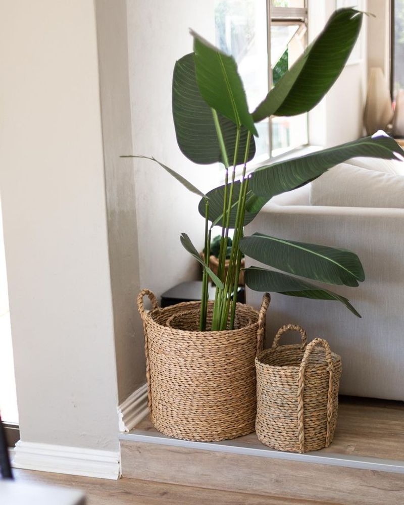 Seasonal Plant Adjustments