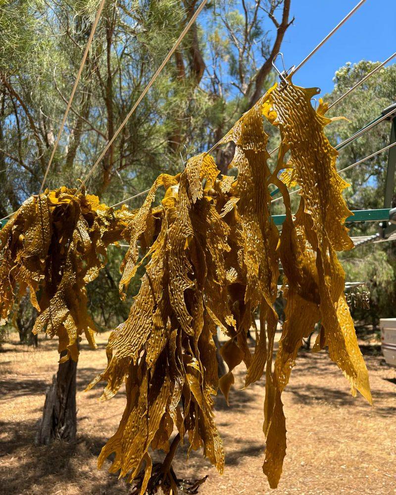 Seaweed