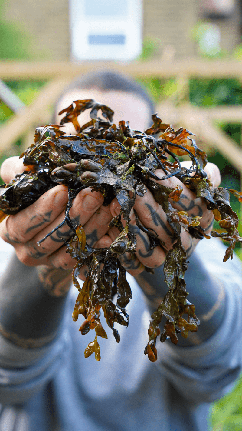 Seaweed Enrichment