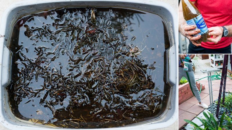 Seaweed Tea