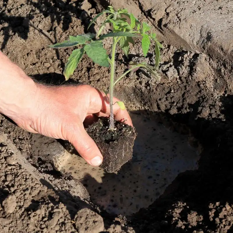 Secret Ingredient in Potting Mix