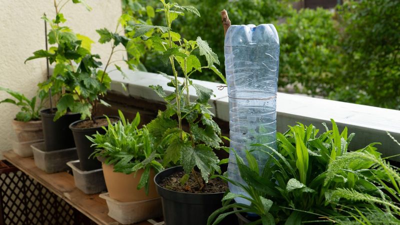 Secret Watering Techniques