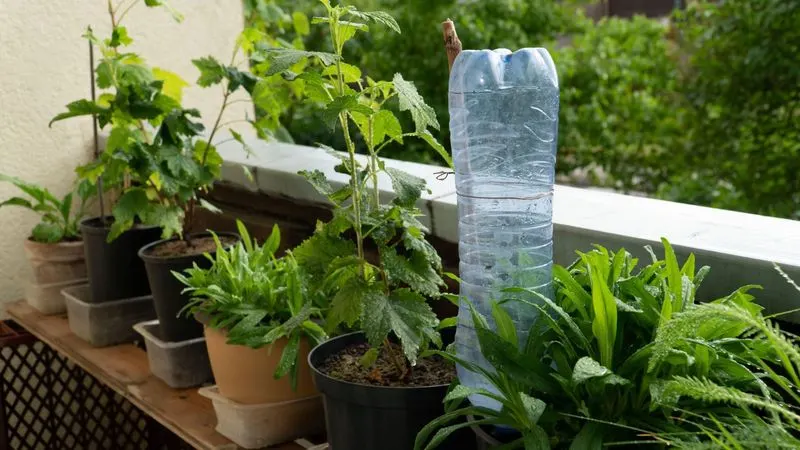 Secret Watering Techniques