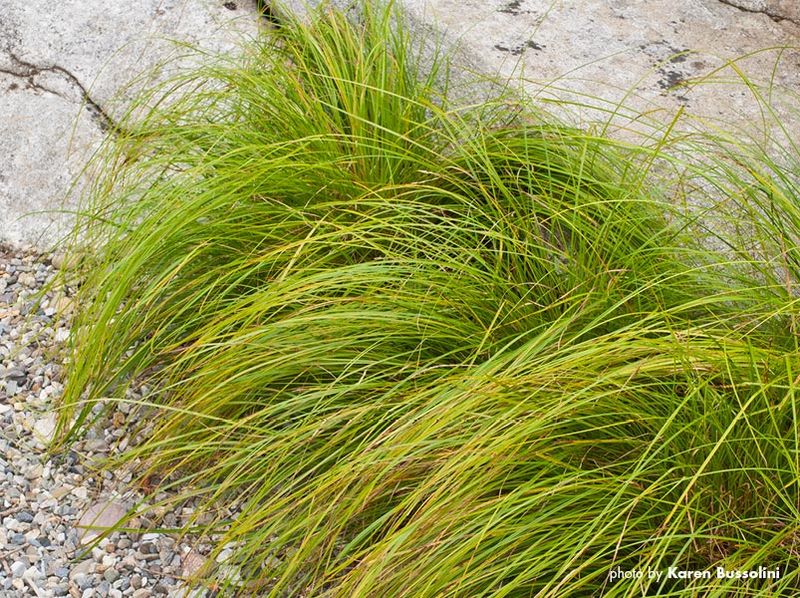 Sedge (Carex spp.)