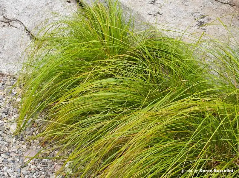 Sedge (Carex spp.)