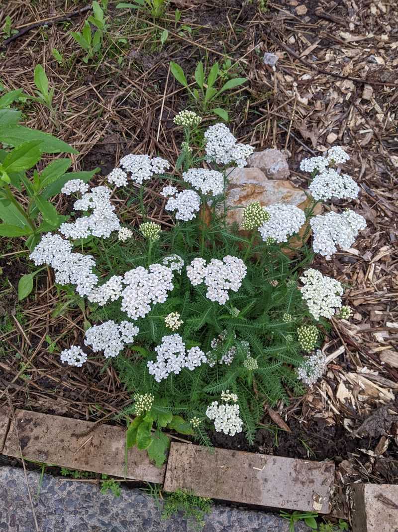 Yarrow (Achillea)