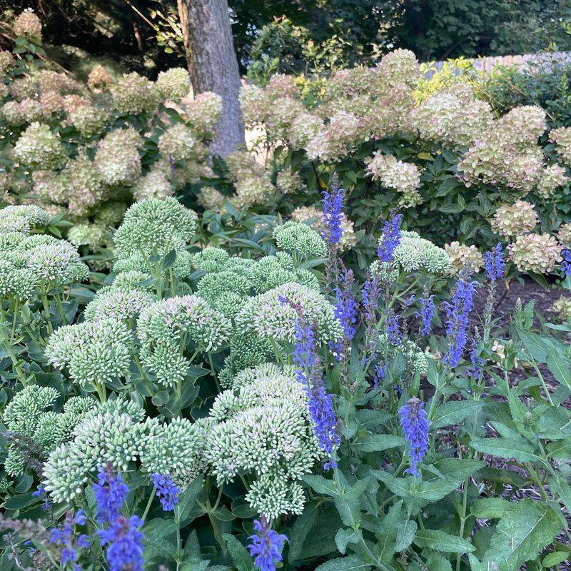 Sedum