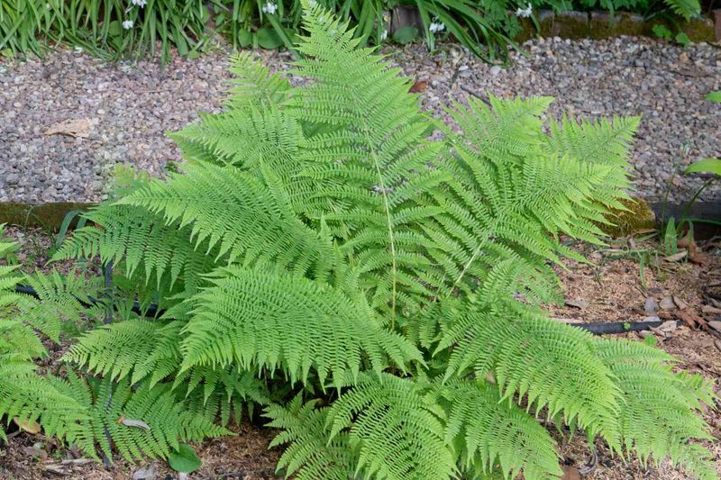 Ferns
