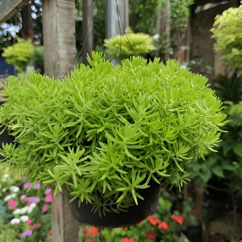 Sedum
