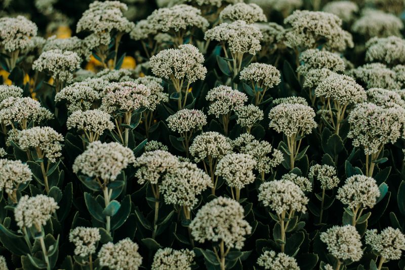 Sedum